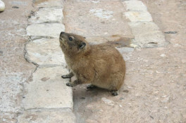 Whenever the sun comes out ont the mountain, the Dassies also emerge to beg food from tourists.