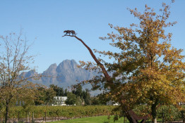 It's not a geographic leap from Stellenbosch to Franschhoek (just the next valley over), but the leap from 300 year old Muratie to virtually brand new Leopard's Leap (LL) could not be greater. This wine business is owned by the same iconic family that owns the historic La Motte winery, which should be on everybody's required tour list. The art museum and the restaurant are two of many reasons to stop at La Motte, and its wine gets better every year. The stylized leopard rendered in iron is your first clue that the sister winery is very different.