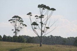 You will enjoy many different trees along your travels in the Eastern Cape. The Eastern Cape, as a South African Province, came into being in 1994 and incorporated areas from the former Xhosa homelands of the Transkei and Ciskei, together with what was previously part of the Cape Province. This resulted in several anomalies including the fact that the Province has four supreme courts (in Grahamstown, Port Elizabeth, Bhisho and Mthatha) and enclaves of KwaZula-Natal in the province. The latter anomaly has fallen away with amendments to municipal and provincial boundaries.