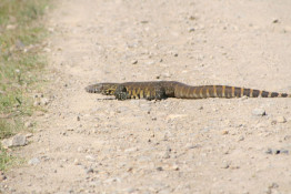 This fearsome guy wasn't in any game park but slowly crossing the road near a number of native houses. We learned nothing about him but we presume the local mothers are quite familiar with him and his species. (Most African lizards we understand are poisonous are a risk to small children and pets.)