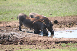 Whether they are grazing or drinking, the warthogs always kneel down, like religious supplicants.