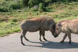 It doesn't appear these two warthogs are very happy with each other.