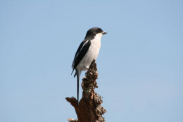 The Shrike  is a common South African bird. The species is closely related to two other bush-shrikes, the Yellow-crowned Gonolek and the Black-headed Gonolek of East Africa. The shrike is extremely nimble and restless, its penetrating whistles often being the first sign of its presence, although it is not a shy species.