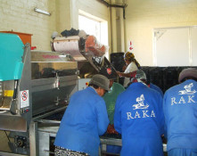On your visit to Raka Winery, you may be treated to tour the inner workings of the winery. Here you can see, instead of transporting the harvested grapes by gondolas, the grapes are brought into the winery in 20 kilo lug boxes. After cooling, they are dumped individually by hand onto a conveyor belt, and the workers sort through for immature berries. The bunches are then destemmed and more workers (their backs to the camera) perform a second sort looking for any final fruit imperfections. Finally, a stream of "perfect" berries drop back into the lug boxes on their way to the crusher/fermenter.