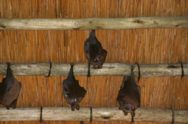 Because the grass ceiling of the Sandibe common area is so high, we did not immediately notice the colony of bats napping during the day. Like bats everywhere, they feed on insects at night and sleep off the day. (There were no bats in our individual huts.) South Africa's fruit bats or Megachiroptera suborder consists of 7 species. They are typically large in size with distinctively dog-like faces. Fruit bats occurring in South Africa include the following species: Straw-coloured Fruit-bat (Eidolon helvum); Egyptian Fruit-bat (Rousettus aegyptiacus), Wahlberg's Epauletted Fruit-bat (Epomophorus wahlbergi) and Peters's Epauletted Fruit-bat (Epomophorus crypturus).