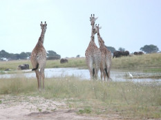 Don didn't think his group had bothered these fellows, but the giraffes had decided to move on. Perhaps they had sensed the pair of lions that showed up five minutes later.