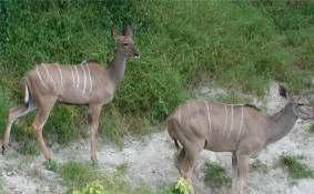 Kudu are beautiful animals easily identified by parallel, vertical stripes and distinctive antlers. These young Kudus, however, have no antlers and likely are female.