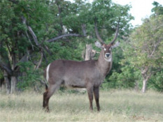 Much larger than Impala, the Waterbok is identified by its grey coat and white circle around the derriere. Some say it looks like they sat on a painted toilet seat.