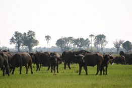 This was a very large herd of African buffalo, one of the members of the Big Five that most visitors want to see. (Lion, leopard, buffalo, elephant and rhino.) We have seen them all except the rhino, of which there are very few left and they must be protected at all times from poachers.
