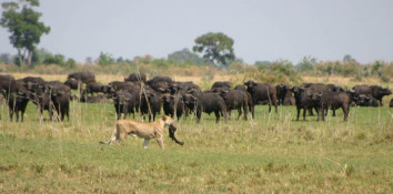 What evidently had happened was a buffalo calf was miscarried very prematurely and dropped out dead. The carrion birds took off when the first lion arrived, and off she went with it. She had no intention of sharing it with her sisters either. The rest of the buffaloes looked on, perhaps glad the lions were not showing any interest in them.