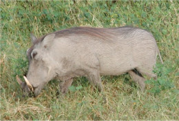 Wildlife is abundant at Chobe. However, being located within a national park where wildlife has been protected for decades, the game is less fearful of man. This warthog is on the lawn just outside our room. Sort of nature's lawn mower.