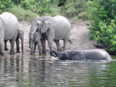 The size and permanence of the Chobe River attracts huge herds of all kinds of animals. Seen here is a small herd of elephants taking a bath. (Later in the season when the river is the only water source, apparently the herds can be in the hundreds rather than the dozens.)