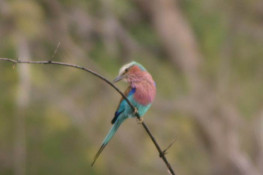This pretty bird is called a Roller as it does slow rolls in the air when trying to attract a mate. Just another male showoff, it appears.