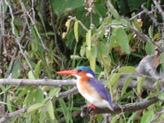 The Kingfisher -- one of the smallest, and one of the prettiest, in the Kingfisher family.