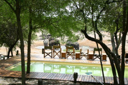 Continuing the discussion of the prior photo, our dining deck was just to the left of the swimming pool. It is perched on the bank of the dry riverbed, so the waterhole is actually quite a distance away, and below. There is also a strong, electrified fence in the riverbed to discourage elephants from coming up to drink out of the pool.
