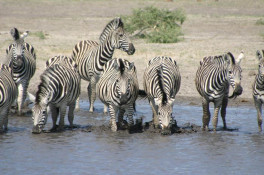 Another major component of the lion's food groups, Zebras are very powerful animals who can really kick. Despite looking like small horses, they are legendary for never being domesticated by man. No saddles/no way.