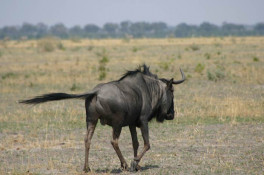 These guys look like cows having bad hair days! The Wildebeest, also called the Gnu, is an antelope belonging to the family Bovidae which includes antelopes, cattle, goats, sheep and other even-toed horned ungulates. It is native to Africa.