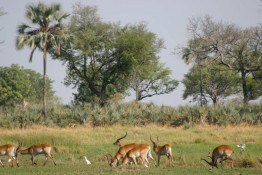 A bachelor herd of Impala with a type of bird that usually follows them. The birds serve as a lookout for dangerous predators that stalk the Impala.