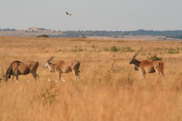 These Eland, grazing on a large preserved tract in Pretoria, are one of the surprises tourists will discover in the expansive open land north of Johannesburg. The land was acquired as a watershed by a large utility, and then perimeter fenced, permitting for the introduction of large game animals. There are paved roads which allow visitors to come close to animals if they stay within their vehicles. Groenkloof Nature Reserve is located near the famous Fountains Valley. This valley, on the southern outskirts of Pretoria, was proclaimed a game sanctuary by President Paul Kruger to protect the shy and timid oribi, which previously lived there, and other game that were being wiped out by hunters.