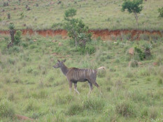 On our way to visit Spioenkop, scene of an important battle in the Anglo-Boer War of 1899-1901, we startled this kudu. Protected from hunting, the kudus can range freely on the sides of this low mountain. There are other large nature and game parks in Natal, however, for respectively conservation and hunting enthusiasts alike.