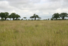 Baobab trees and grasslands. Serene but not as dramatic as some other areas we visited later.