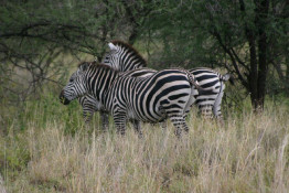 (That's pronounced ZEBras in Africa, by the way.) Our first wild game viewing; the zebra has never been tamed by man for any sort of domestic service. While they are frequently lion food, zebras and impalas were the only game we saw at Tarangire.