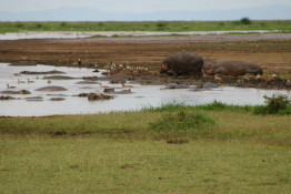 Lake Manyara is most famous for millions of pink flamingos, but they were too far away to get a good photograph. However, the hippos and birds all seemed to coexist nicely.