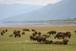 We learned there are two kinds of buffalos in the area, the African ("Cape") buffalo and the Manyara buffalo. According to our guide, the easiest way to tell them apart is by their horns.
