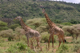 We usually saw giraffes in pairs. Despite their long necks, giraffes are very graceful and strong. They have very powerful kicks and as adults can usually defend themselves well.