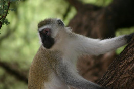Different types of Vervet Monkeys vary in color, but generally the body is a greenish olive or silvery grey. The face, ears, hands, feet and tip of the tail are black, but an obvious white band on the forehead blends in with the short whiskers. Males are slightly larger than females and are easily recognized by their turquoise blue scrota. The Vervet is classified as a medium to large monkey. Its tail is held up, with the tip curving down. Arms and legs are the same length. The live in stable social groups of 10- 50 monkeys which mainly consist of adult females and their offspring. The male Vervet move freely in and out of these groups. Within the group, each adult female is the center of a small family grouping. Females who have reached puberty generally stay in the group. Vervet spend hours a day removing parasites and other materials from one another's fur. In their hierarchy, dominants get the most grooming.