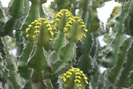 A new invasive species of cactus, Opuntia pubescens, has been discovered growing right in the National Botanical Gardens in Pretoria. For several years it was assumed that the small Opuntia cactus that was invading the hill north and east of the SANBI Herbarium was jointed cactus (Opuntia aurantiaca). However, a closer inspection by Dr Helmuth Zimmermann, a cactus specialist, revealed that this was not the case. It has been estimated that at least 200 species of cacti, mainly for ornamental value, have been introduced into South Africa. Sweet prickly pear (Opuntia ficus-indica), was introduced more than 350 years ago by the Dutch East India Company for its edible fruit, as a fodder and hedge plant. Currently there are more than 20 invasive cactus species in South Africa and many others with the potential to become invasive in the future. The threats that these plants pose include replacing indigenous plants, reducing grazing land, injury to animals and humans and the devaluation of land. We aren't sure which cactus we have pictured, but we found it quite beautiful.