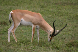 Grant's Gazelles resemble Thomson's Gazelles, and the two species are often seen together. They are similarly colored and marked, but Grant's are noticeably larger than Thomson's and easily distinguished by the broad white patch on the rump that extends upward, beyond the tail and onto the back. The white patch on the Thomson's gazelle stops at the tail. Some varieties of Grant's have a black stripe on each side of the body like the Thomson's gazelle; in others the stripe is very light or absent. A black stripe runs down the thigh.