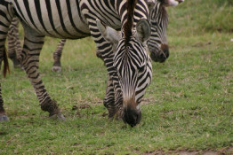 It was previously believed that zebras were white animals with black stripes, since some zebras have white underbellies. Embryological evidence, however, shows that the animal's background color is black and the white stripes and bellies are additions. It is likely that the stripes are caused by a combination of factors.

The stripes are typically vertical on the head, neck, forequarters, and main body, with horizontal stripes at the rear and on the legs of the animal. A wide variety of hypotheses have been proposed to account for the evolution of the striking stripes of zebras. The more traditional of these relate to camouflage.  The vertical striping may help the zebra hide in grass by disrupting its outline.  In addition, even at moderate distances, the striking striping merges to an apparent grey. The stripes may help to confuse predators by motion dazzle—a group of zebras standing or moving close together may appear as one large mass of flickering stripes, making it more difficult for the lion to pick out a target. The stripes may serve as visual cues and identification. Although the striping pattern is unique to each individual, it is not known whether zebras can recognize one another by their stripes.