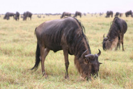 Wildebeest are killed for food, especially to make biltong in Southern Africa. This dried game meat is a delicacy and an important food item in Africa. The meat of females is more tender than that of males, and is the most tender during the autumn season. Wildebeest are a regular target for illegal meat hunters because their numbers make them easy to find. Cooks preparing the wildebeest carcass usually cut it into 11 pieces. The estimated price for wildebeest meat was about US$ 0.47 per kilogram around 2008.