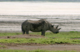 This is the only Rhino we saw on the trip and the closest we got. There are few of these critters around, thanks to years of poaching on behalf of impotent old Asian men with money.