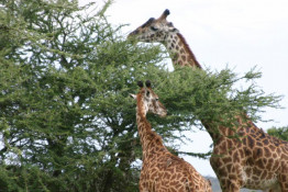 How they can graze on the very sharp thorned acacia trees is beyond us.