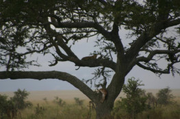 The leopard is on the higher branch, having killed the impala and pulled it onto the lower branch. The big cats evidently do this whenever they can, as it tends to discourage other predators from getting in on the meal before they are done.