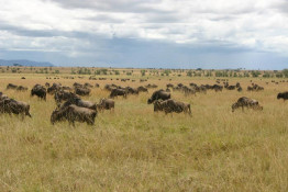 Wildebeests (gnus) as far as the eye can see.