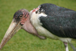 "Whipped with an ugly stick" also seems an especially apt description of the Marabou Stork. The large pink throat pouch indicates a male. (How surprising!)