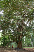 We put Catherine in this photo to give you an idea of size of this tree. There are three main types of forest in South Africa, which are Zanzibar-Inhambane lowland rain forest, Zanzibar-Inhambane transitional rain forest, and Zanzibar-Inhambane undifferentiated forest. Moist forests of Tanzania's Afromontane Region occur on its Eastern Arc mountains, on the volcanic mountains of Hanang, Kilimanjaro, Meru, and Rungwe, and the southwestern mountains of Mahali and Mbizi. The Minziro Forest Reserve conserves groundwater-forest with Guinea–Congo lowland affinities.