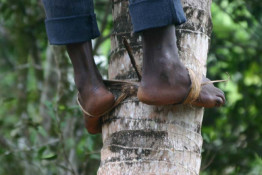 Some genius figured this out a long time ago, and does it ever work fast. A boy can go up a tree very quickly without damaging the bark. Quite clever and very inexpensive.