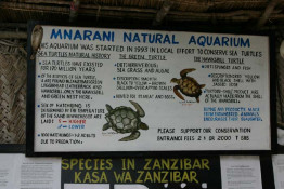 We called it the turtle farm, and it was very interesting. Did you read on the sign where the sex of turtles is determined by the temperature of the sand in which the turtles lay their eggs. Boy turtles come from colder sand. Turtle eggs and young turtles must be a principal food for somebody in the food chain, if 99.9% of the hatchlings do not make it to adults.