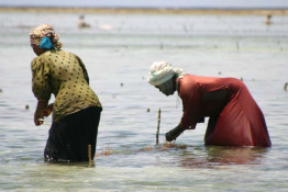 Farming has traditionally been women's work in Africa. The drying and selling is also their responsibility, so much of the money earned stays in their hands. Normally, rural women do not have a personal source of income, so the advent of seaweed farming has given them a degree of freedom and enpowerment.