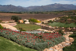 In this photo, the vibrant red flowers were in full bloom yet the vineyards in the background were still dormant due to a long, cold, and very wet winter that continued into spring.
