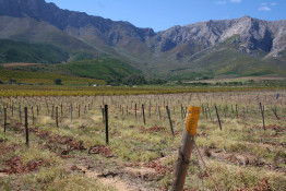 In April 2014 we removed about 2 Ha of Pinotage vines after the harvest, and prepared the field for replanting in September. This block was below where the old open water ditch ran, and seepage/wet roots were a constant issue. But now those issues are behind us.
