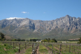 Here we admire the snowy ridge line and the Sybasberg ("Silkbush Mountain" in Afrikaans) peak from a flat land vineyard. While we are within two miles of Silkbush, most of our vineyards face north to northwest, and accordingly cannot be seen even from this nearby perspective.
