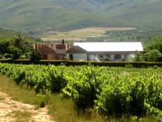 In this photo, you can see the renovations underway to the Manager's House. The entire roof was replaced and the house extended in both directions. The Roos family was luckily able to reoccupy the house before harvest. You can see beautiful vineyards in the foreground which belong to Anton's father-in-law, Francois Marais.