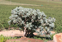 The Wabooms Tree is actually a Protea, which is a strong native shrub that was used 200 years ago in wagon building. Nowadays, we are trying to protect and preserve the plant. The Wabooms bloom in South Africa during winter. The Wabooms Tree (or "Wagon Tree" in Afrikaans) grows wild on and above our land and sports beautiful flowers during December. Its wood is very strong and was used in the 1700-1800's for Ox Wagon wheel spokes and brakes because of its durability. Our local (former) cooperative winery is named after this pretty native plant.